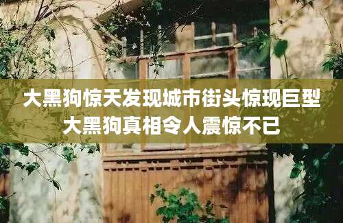 大黑狗惊天发现城市街头惊现巨型大黑狗真相令人震惊不已