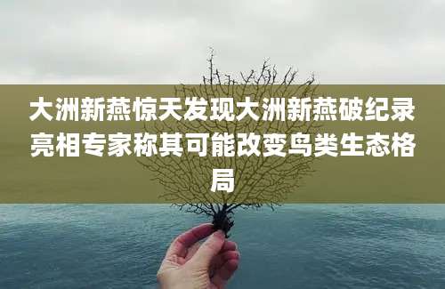 大洲新燕惊天发现大洲新燕破纪录亮相专家称其可能改变鸟类生态格局
