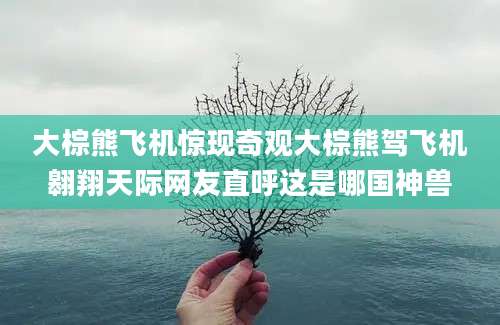 大棕熊飞机惊现奇观大棕熊驾飞机翱翔天际网友直呼这是哪国神兽