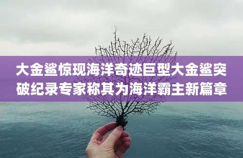 大金鲨惊现海洋奇迹巨型大金鲨突破纪录专家称其为海洋霸主新篇章
